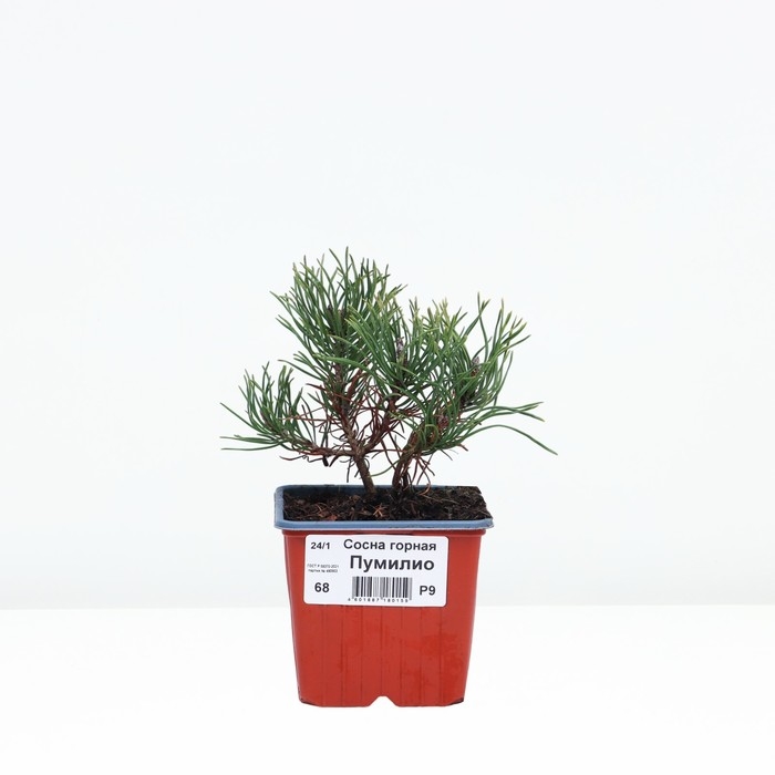 Сосна горная &laquo;Пумилио&raquo;, саженец, хвойный, Р9, 1 шт., h=3-20 см
