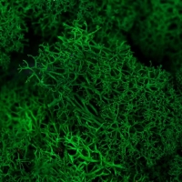 Мох стабилизированный "Ярко-зелёный" 45 гр (+-5 гр)
