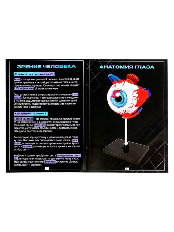 ЭВРИКИ Набор для опытов "Строение глаза", анатомическая модель