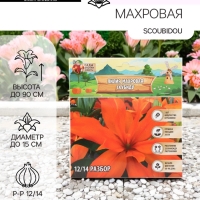 Лилия Махровая Scoubidou, луковица в пакете с перфорацией, р-р 12/14, 2 шт.