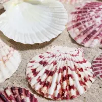 Набор ракушек, "Гребешок пуксидатус", размер 4 - 6 см, 100 г