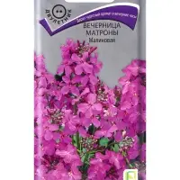 Семена цветов Вечерница Матроны Малиновая, 0,3гр