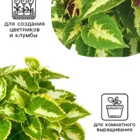 Семена цветов Колеус Визард Жаде, 10шт