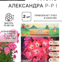 Флокс &laquo;Александра&raquo; корневище в пакете с торфогрунтом, р-р I, 2 шт.