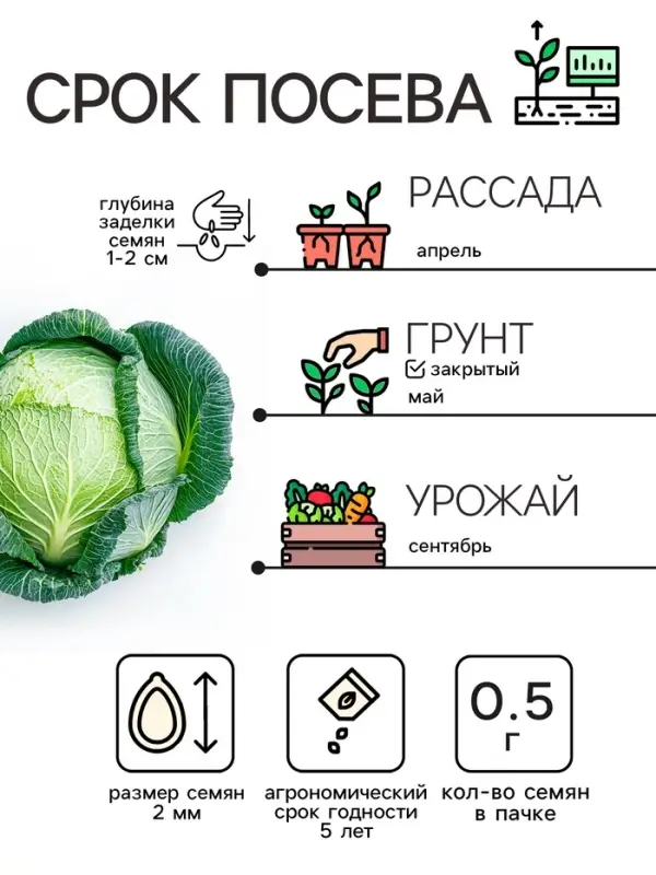 Семена Капуста белокочанная "Слава 1305", 0,5 г