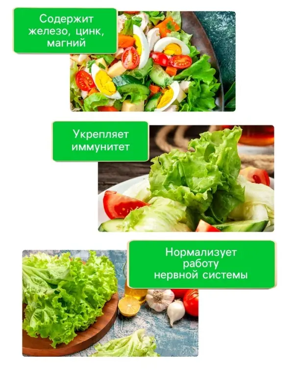 Семена Салат "Кучерявец Одесский", 0,5 г