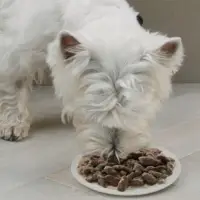 Влажный корм Cesar для собак, говядина/кролик/шпинат, пауч, 85 г