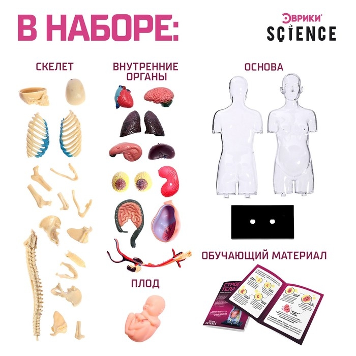 Набор для опытов &laquo;Строение тела&raquo;, беременная женщина