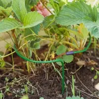 Кустодержатель для клубники, d=15 см, h=25 см, ножка d=0.3 см, металл, зелёный, Greengo