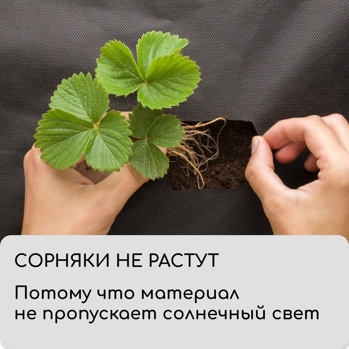 Материал мульчирующий, с перфорацией, 5&times;1.6 м, плотность 80 г/м&sup2;, спанбонд с УФ-стабилизатором, 4 ряда перфорации, чёрный, Greengo, Эконом 30%