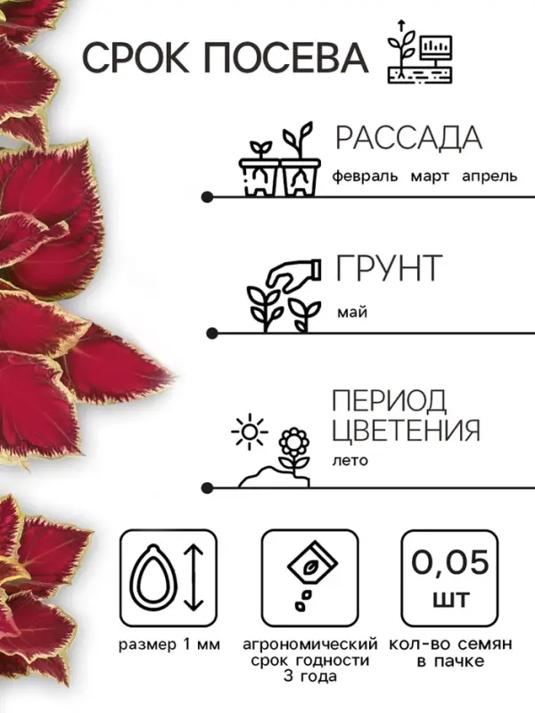 Семена цветов Колеус блюме "Райнбоу" смесь сортов, ц/п, 0,05 г