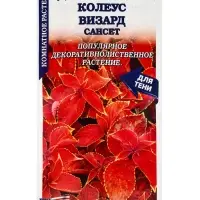 Семена Ком: Колеус Визард Сансет /Сотка/ 10шт/ h-35cм PanAm/*500