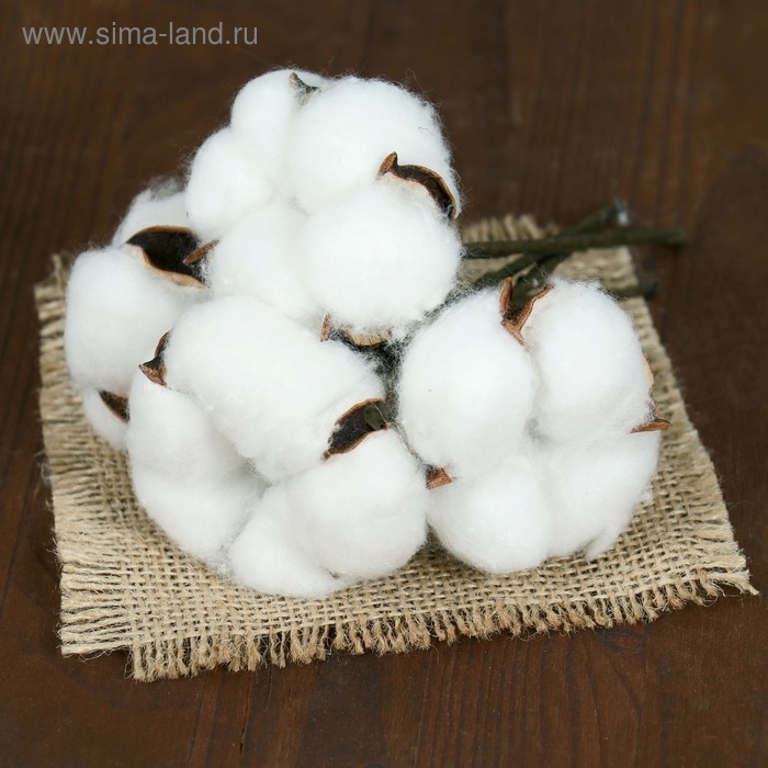 Декор сухоцвет &laquo;Хлопок&raquo;, h=8 см, d=5 см