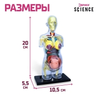 Набор для опытов &laquo;Строение тела&raquo;, беременная женщина
