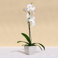 Кашпо для цветов, 15 &times; 15 см, 2,5 л, пластик, бежевое