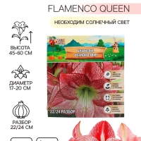 Амариллис Flamenco Queen, многолетник, луковица, р-р 22/24, 1 шт.