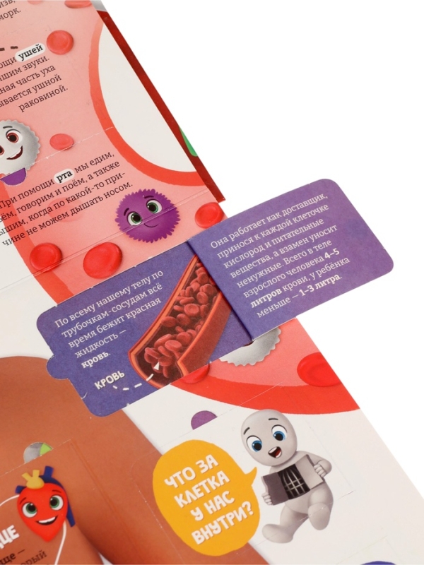 Книга - раскладушка детская &laquo;Как устроено моё тело&raquo;, 40 окошек