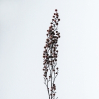 Сухие цветы &laquo;Молочай Миля&raquo;, 25 г, длина &mdash; 70 см, цвет розовый