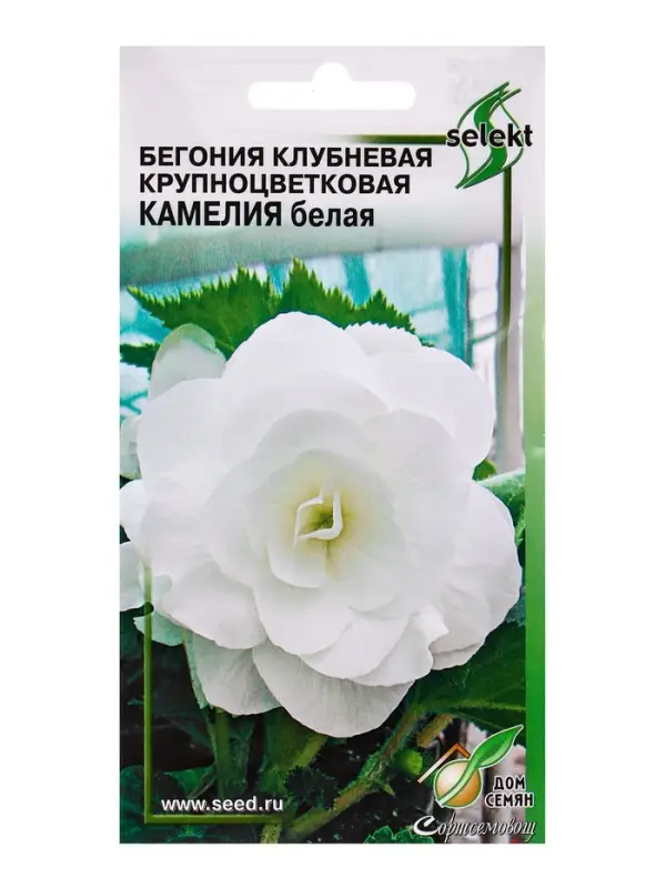 Семена цветов Бегония крупноцв.Камелия белая 10 шт