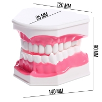 Игровой набор &laquo;Макет челюсти человека&raquo;, 12 &times; 9 см, с щёткой, щётка цвета МИКС