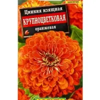 Семена цветов Цинния Крупноцветковая оранжевая , Ц/П,0,3 г