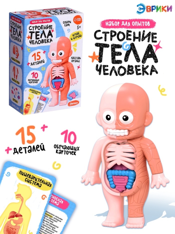ЭВРИКИ Набор для опытов "Строение тела человека", 15 деталей