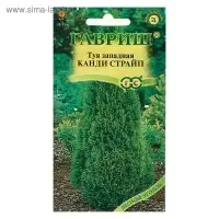 Семена Туя западная "Канди Страйп", ц/п,   0,05 г