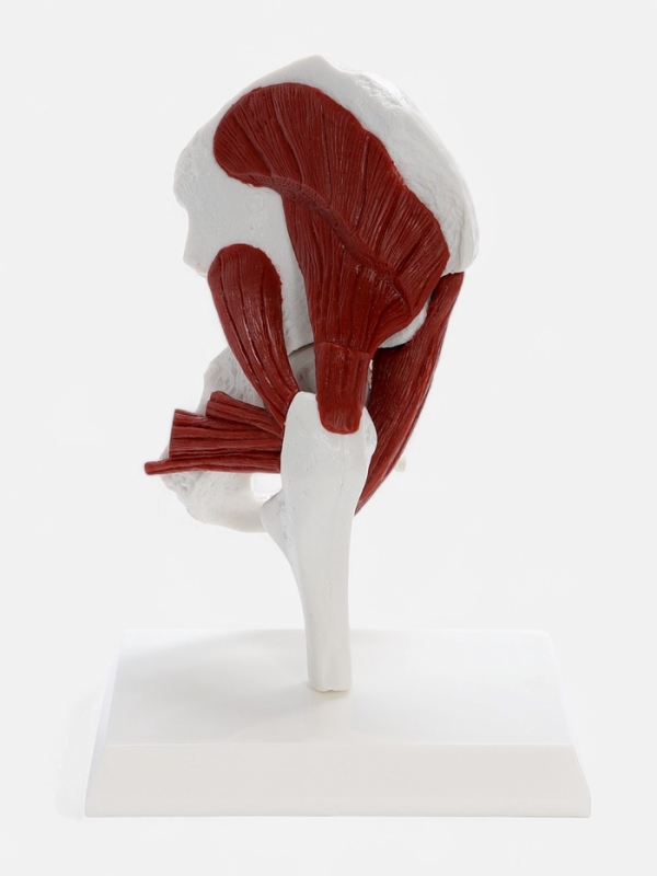 Макет "Тазовая кость с мышечной тканью" 23*13см