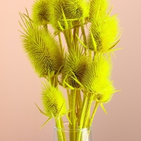Набор сухоцветов "Ворсянка", банч 7-8 шт, длина 50 (+/- 6 см), ярко-желтый