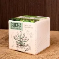 Набор для выращивания &laquo;Экокуб&raquo;, сосна