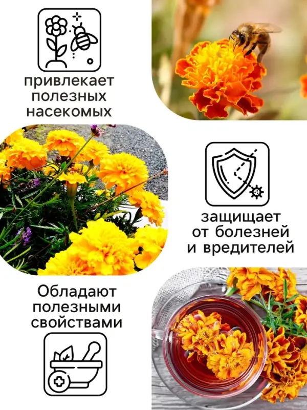 Семена цветов Бархатцы прямостоячие "Лимонное чудо", 0,3 г