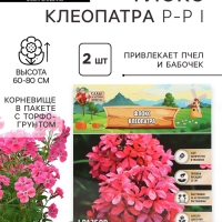 Флокс &laquo;Клеопатра&raquo; корневище в пакете с торфогрунтом, р-р I, 2 шт.