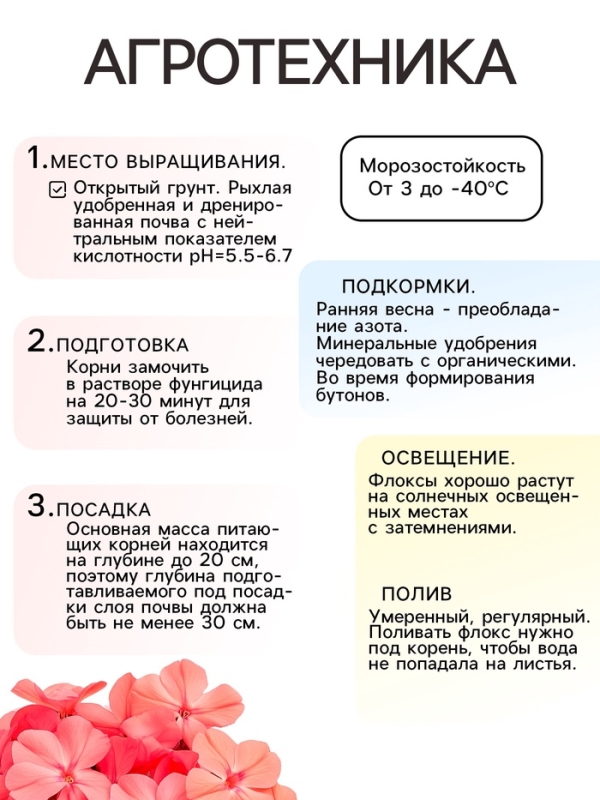 Флокс &laquo;Уральские сказы&raquo; корневище в пакете с торфогрунтом, р-р I, 2 шт.