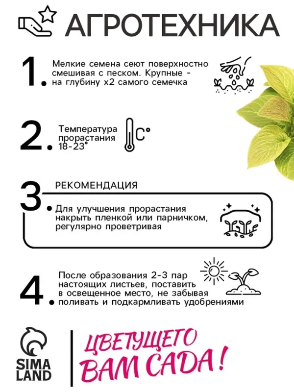 Семена цветов Колеус Визард Жаде, 10шт