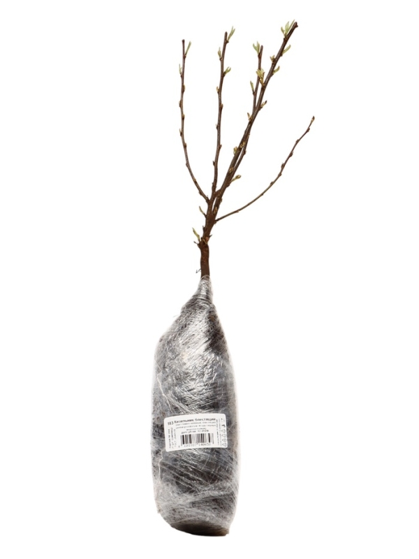 Кизильник блестящий, саженец, декоративный, 1 шт., туба