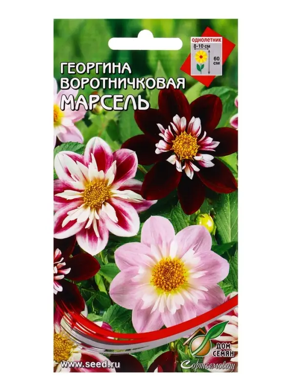 Семена цветов Георгина воротничковая Марсель