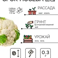 Семена Капуста цветная "Сноуболл 123", 0,3 г