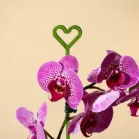 Опора для орхидей, h = 44 см, пластик, зелёная, МИКС