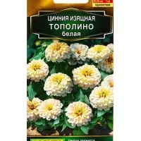 Семена цветов Цинния Тополино белая  Золотая серия, Ц/П,12 шт.