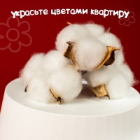 Сухие цветы хлопка, набор 3 шт., размер 1 шт. 6 &times; 6 см, цвет белый