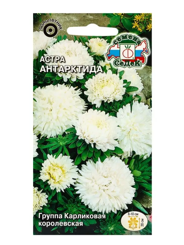 Семена Цветов Астра "Антарктида "0.2 г