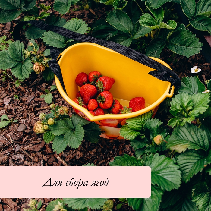 Ёмкость для сбора ягод, 3 л, &laquo;Яблочки&raquo;, жёлтая