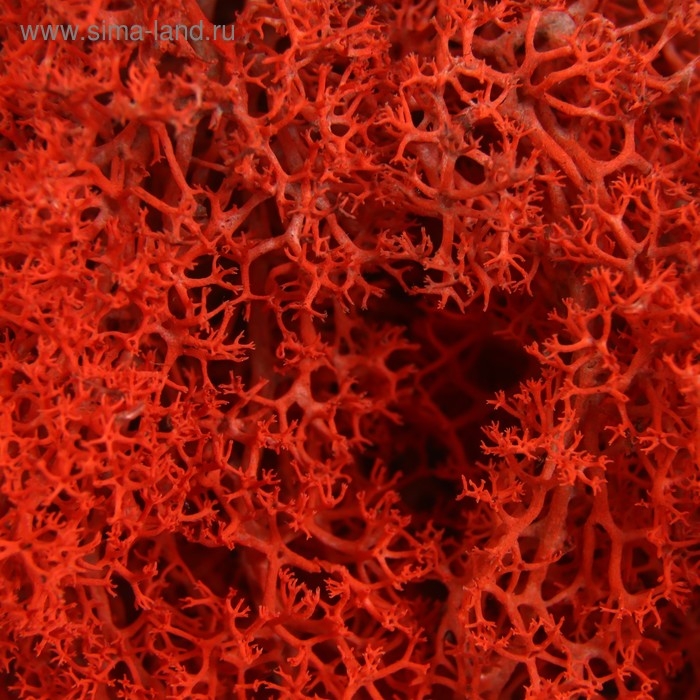 Мох стабилизированный "Красный" 45 гр (+-5 гр).