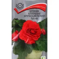 Семена цветов Бегония клубневая крупноцветковая Красная, 5шт