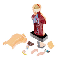 Научный опыт &laquo;Строение тела&raquo;