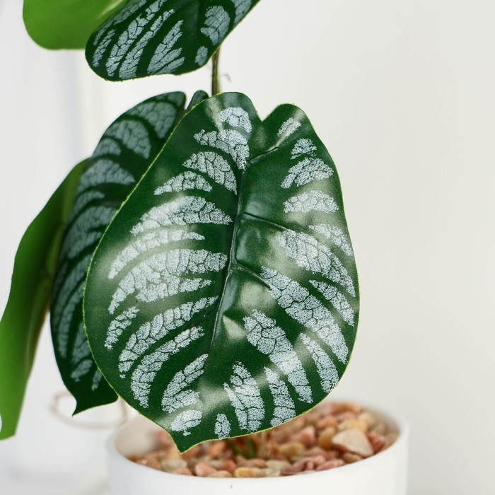 Бонсай в горшке &laquo;Филодендрон&raquo; 7,5х20 см, микс горшка