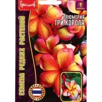 Семена цветов Плюмерия Три Короля  3 шт.  12.29 г.