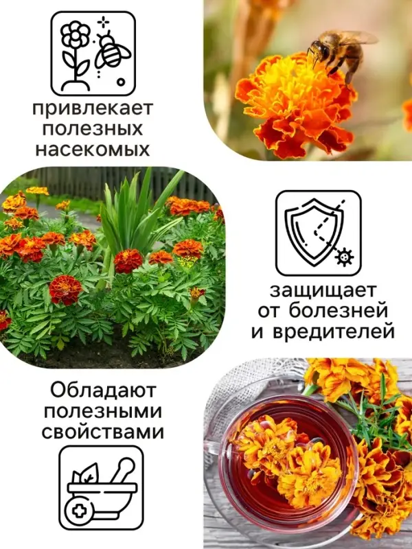 Семена цветов Бархатцы "Болеро", 0,2 г