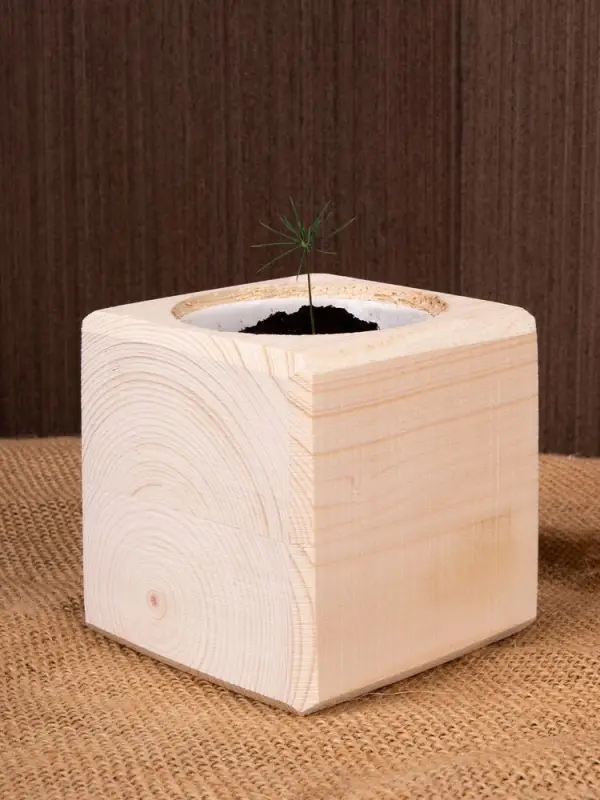 Набор для выращивания &laquo;Экокуб&raquo;, сосна