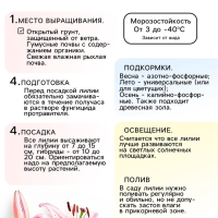 Лилия Махровая Scoubidou, луковица в пакете с перфорацией, р-р 12/14, 2 шт.